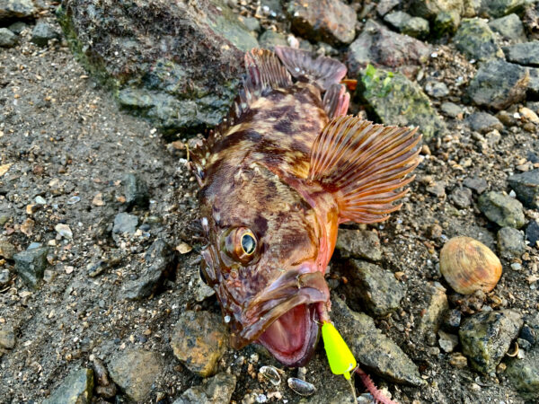 あどちゃんのアナイエロー2号で釣った、良型のカサゴ
