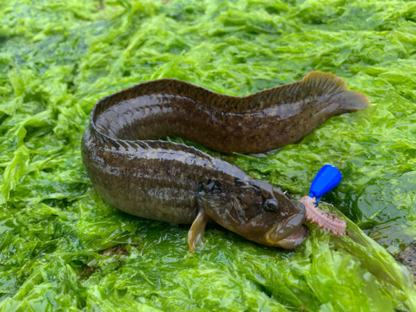 あどちゃん1号アナブルーで釣ったギンポ