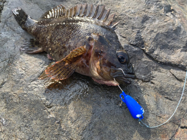 あどちゃん2号アナブルーで釣ったムラソイ