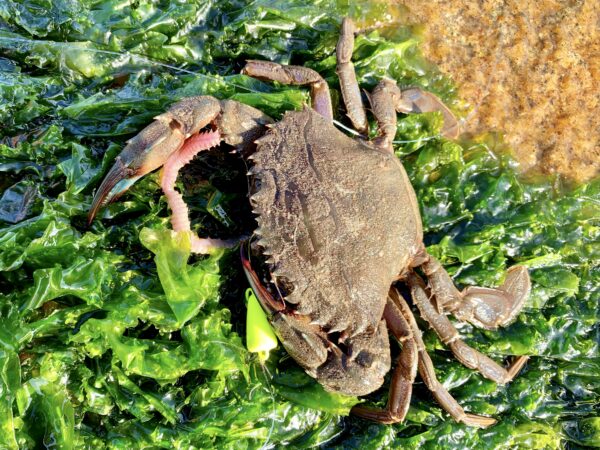 あどちゃんのアナイエローで釣ったイシガニ
