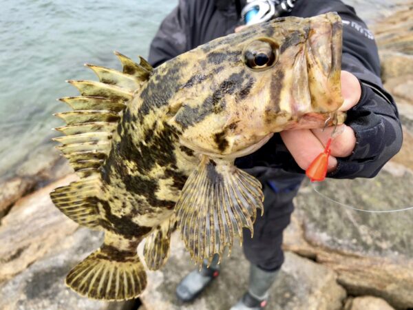 あどちゃんのアナレッドで釣ったタケノコメバル
