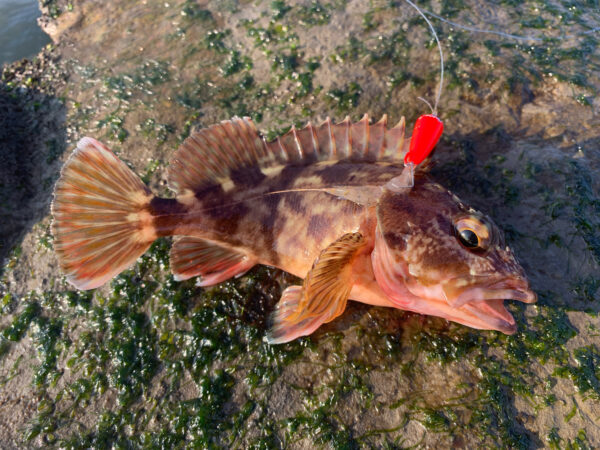 あどちゃんのアナレッドで釣ったカサゴ、威嚇アタック