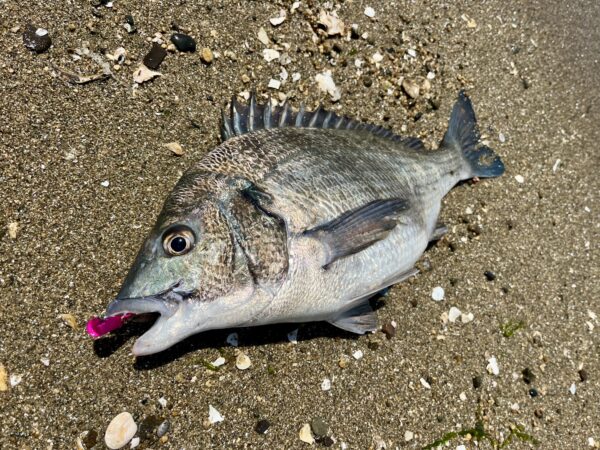 干潟のショアテンヤで釣ったチヌ(クロダイ)三笠テンヤ3号、ゴージャスピンクG