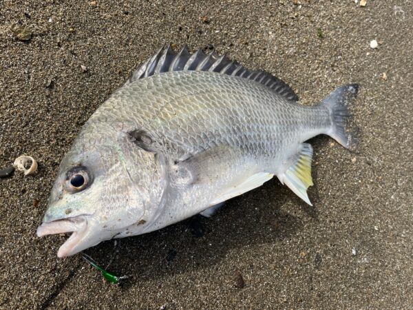 干潟で釣った良型のキビレ、三笠テンヤ2号、ブライトグリーンゴールド