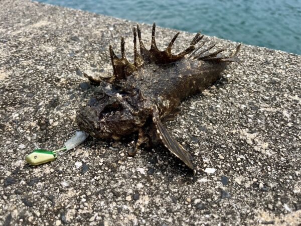 ショアテンヤで釣ったオコゼ、三笠テンヤ5号、ブライトグリーンゴールド