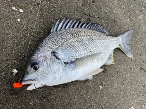 日が手の練習場で釣ったキビレ、三笠テンヤ2号、クレイジーオレンジ