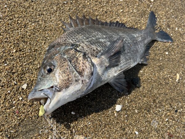 干潟の練習場ショアテンヤで釣った大型チヌ(クロダイ)、三笠テンヤ2号、ブライトグリーンゴールド