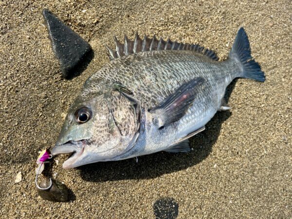 干潟のショアテンヤで釣ったノッコミチヌ、三笠テンヤ2号、ゴージャスピンクG